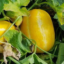 친환경팔도 [산지직송] 제철과일 성주 참외 (특)3kg(8-11과), 단품