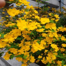 목하원예조경 황매화나무 묘목 (H1.0전후) 개화주 5주묶음, 황매화 (H1.2) 5주 묶음