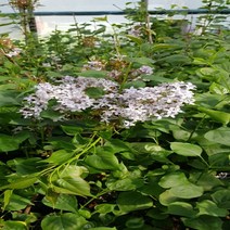 목하원예조경 라일락나무 묘목 H1.0 개화주 분, 라일락 키 100cm (분)~120cm