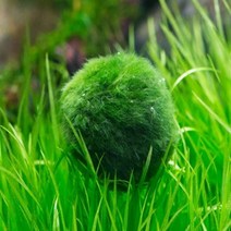 수초랑 모스볼(마리모) 1+1행사, 1개