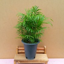 [용이네 화원] 테이블야자 중형 145 농원, 1개