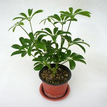 그린플랜트 공기정화식물 홍콩야자 1+1