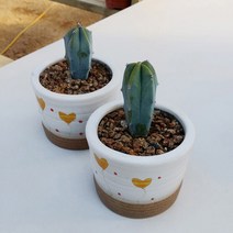 용심목 다육식물 시멘트화분
