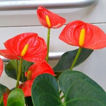 [용이네 화원] 안시리움 Small Orange 140 농원