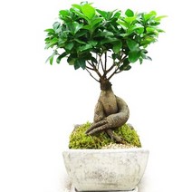 플라워리퍼블릭 인삼벤자민 공기정화식물 미세먼지식물 가습식물