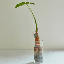 W가든 알로카시아 수경재배 화분, 1개