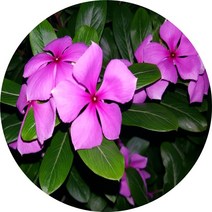 임파첸스 꽃화분 4치포트분, 1개