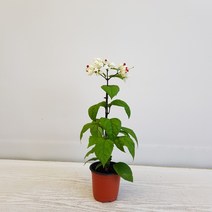온누리농원 덴드롱