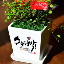 미나의정원 수능대박 응원 메세지화분, 07 힘이드는가, 1개