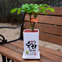 미나의정원 긴사각-결혼이사축하화분, 08 알콩달콩