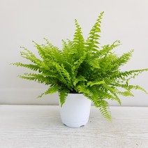 온누리농원 보스턴고사리