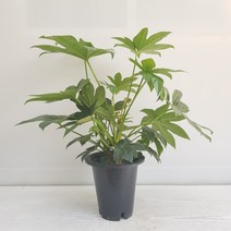온누리농원 팔손이