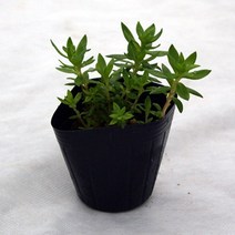 금산묘목나라 야생화 돌나물 3치포트 모종 40개 묶음