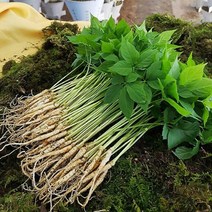 산골짜기 농장 미니 새싹삼 새싹인삼, 1box, 특대 30뿌리