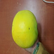 목하원예조경 모과나무 묘목 (대실모과) R3점 결실주