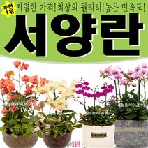 플라워조아 특별할인 만천홍 서양란 개업선물 영전 승진 취임