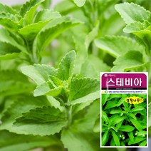 화분월드 새싹 씨앗, 허브-스테비아