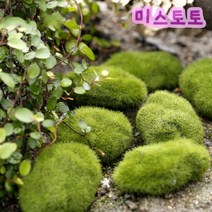 미스토토 테라리움 만들기 재료 1000여종