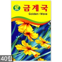 과꽃 100립 - 과꽃씨 과꽃씨앗 꽃씨 꽃씨앗 씨 씨앗, 04_청농_금계국(40립)