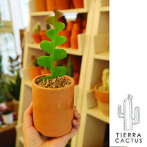 *티에라선인장* 테이블사이즈 토분에 담긴 생선뼈 선인장, 원통 토분(받침없음)