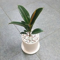 꽃피우는청년 새집증후군 미세먼지 제거 실내공기정화식물 원형 화이트 화분 (무광), 멜라니고무나무, 1개