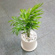 꽃피우는청년 새집증후군 미세먼지 제거 실내공기정화식물 원형 화이트 화분 (무광), 테이블야자