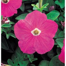 씨앗 페츄니아 매드니스 로즈20립