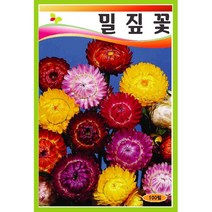 씨앗 밀짚꽃 더블 믹스 100립