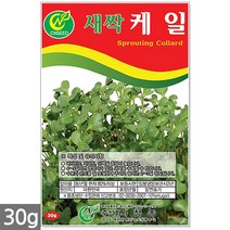 귀리 새싹 씨앗 50g / 새싹씨앗 귀리씨앗 귀리새싹씨앗 새싹귀리 귀리씨 캣그라스 캣글라스 고양이풀, 20_새싹씨앗_케일(30g)