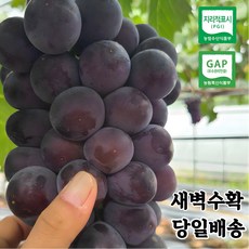 거봉 TOP01
