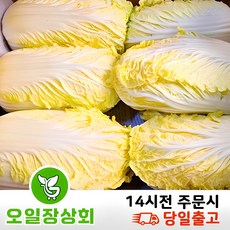 (오 일 장 상 회) 국내산 알배기 알배기배추 알배추 쌈배추 6통 12통, 500g, 6개