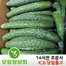 ( 오일장상회 )국내산 가시오이 못난이오이 상등급 3kg 10kg내외, 3kg내외, 1개 - 미닝러스