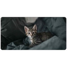 포토이불