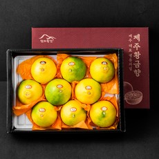 탐라황감 황금향 8~12입 선물세트, 3kg, 1개