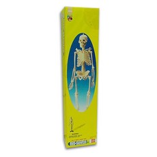 EDU-TOYS 人體骨骼模型, 1個