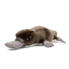 한사토이 동물인형 3664 오리너구리1호 Platypus with eyepatch, 12cm, 갈색