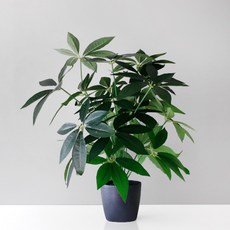 블루밍앤미 파키라 볼륨 조화 포트 75cm, 혼합 색상, 1개