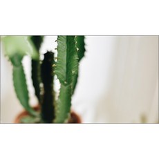 주방식물아트보드