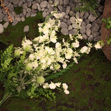 오키드플라워비비