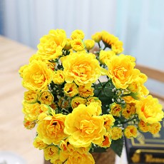 조아트 조화 성묘꽃 12대 신국화 3p, 옐로우