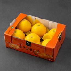 GAP 인증 올레길 황금향 오픈형, 1.5kg, 1박스