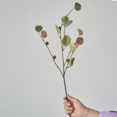 아스파시아베개