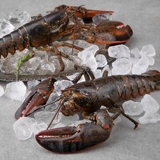 생물 랍스터 점보, 900~1100g, 2개