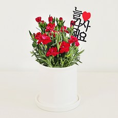 그리니움 카네이션 분화 화분 세트, 혼합색상, 1개