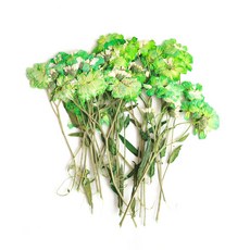 남원공방줄기꽃