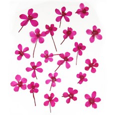 checkstory 壓花水彩莖20p, 粉紅色的性質