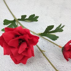 히아신스