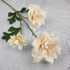 히아신스