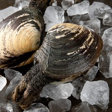 남해안 산지직송 자연산 생물 코끼리조개 (냉장), 1kg, 1개