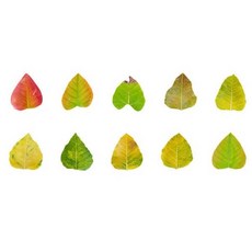 스켈레톤나뭇잎